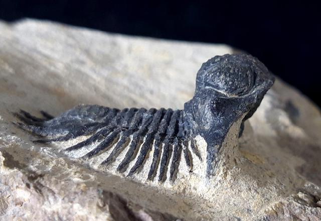 Acanthopyge (Lobopyge) bassei CHATTERTON & GIBB 2010 - Bild © FossNet FossilienStore